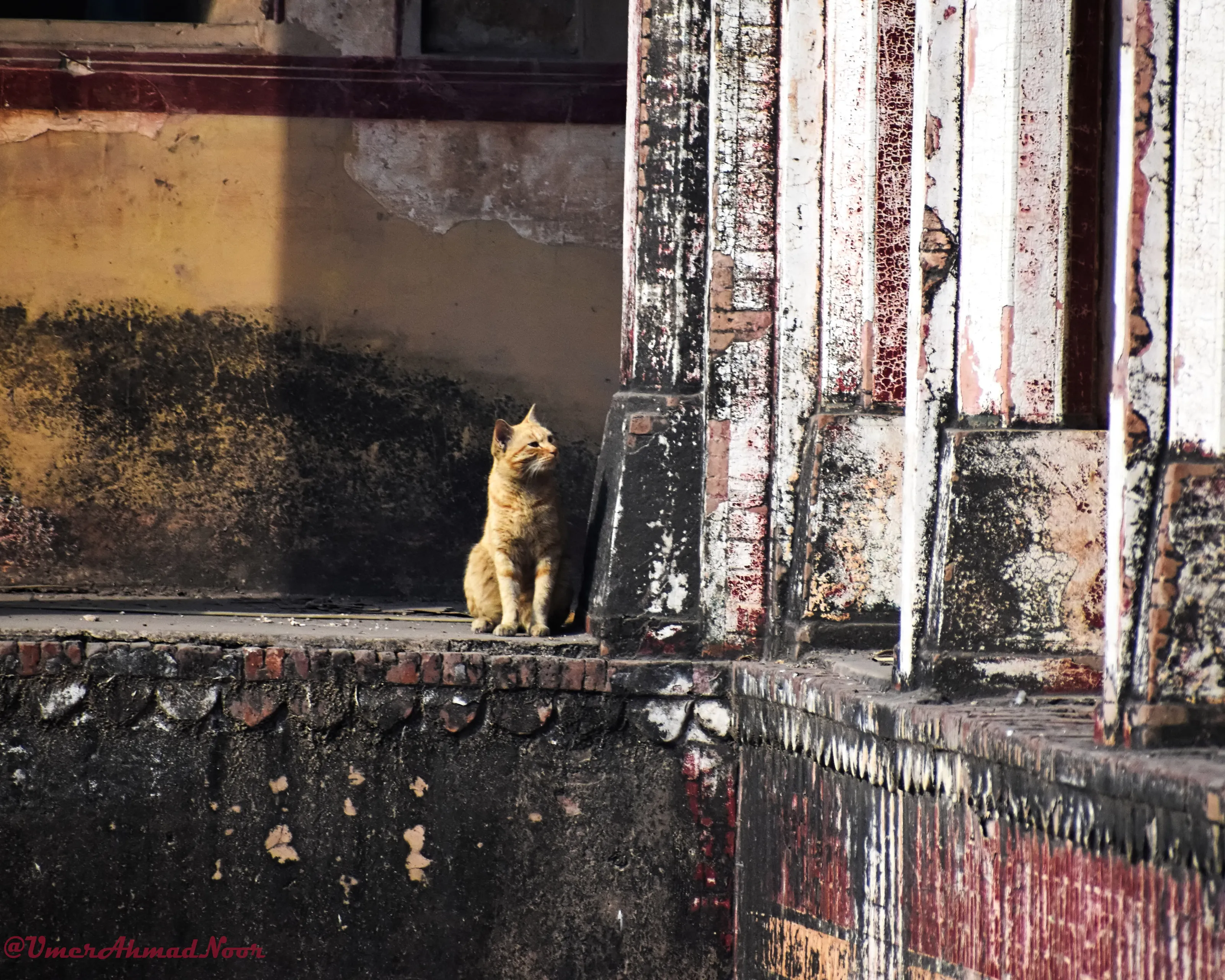 Royal Cat