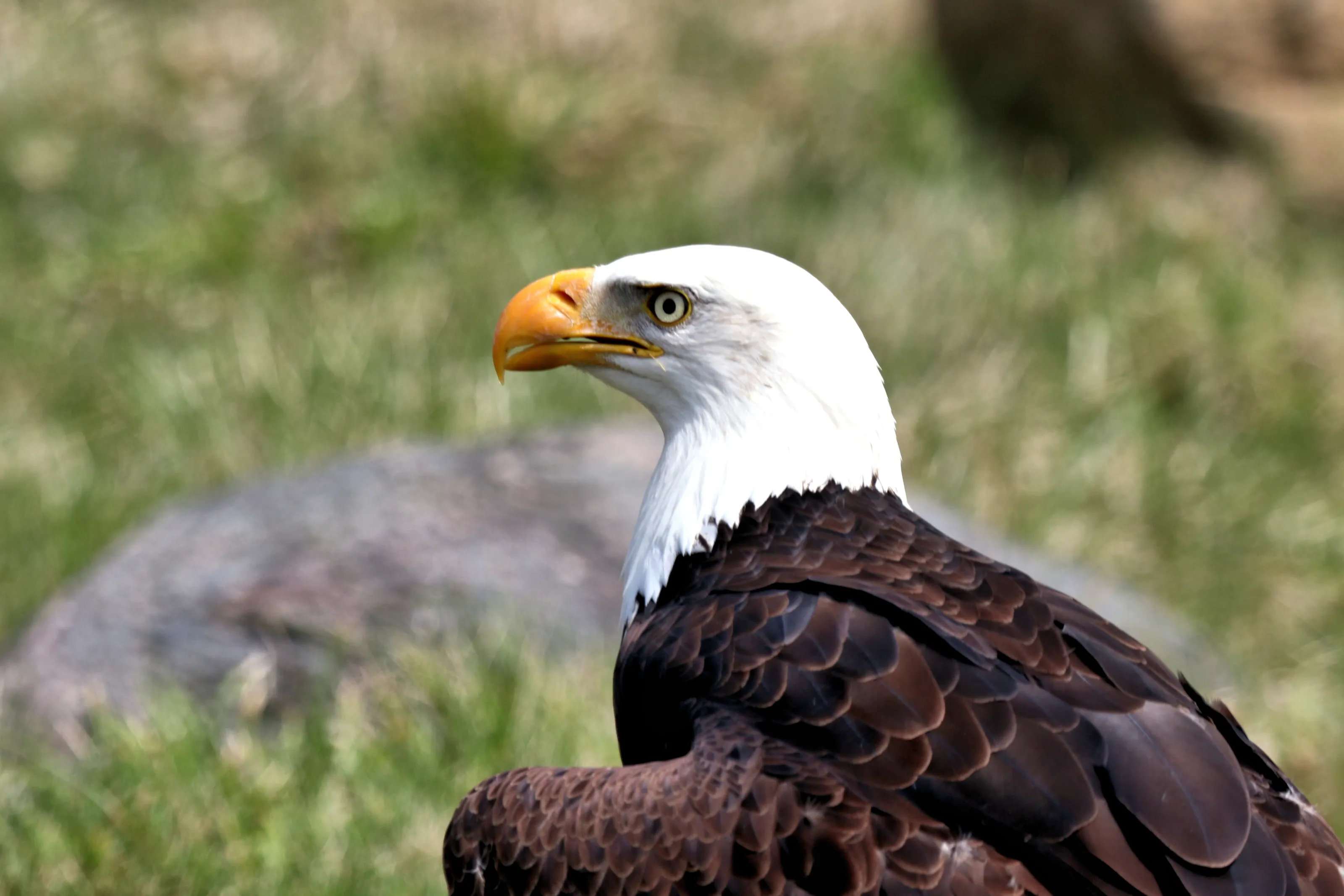 Bald Eagle