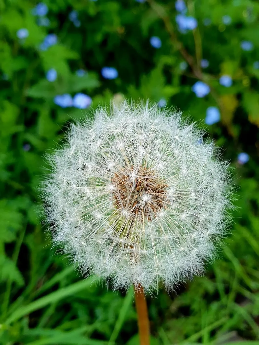 Dandelion clock