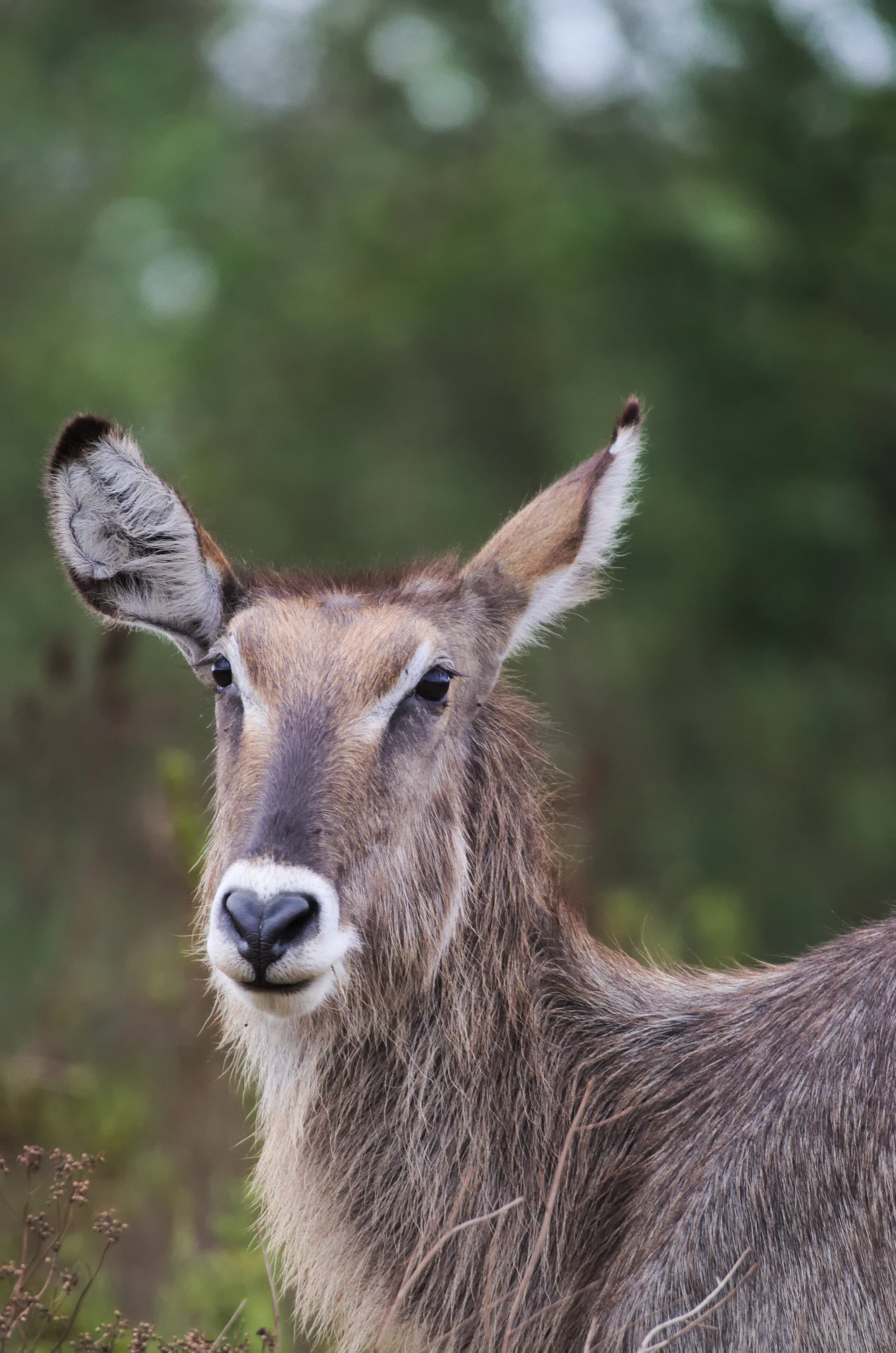 Waterbuck (Kobus ellipsiprymnus)