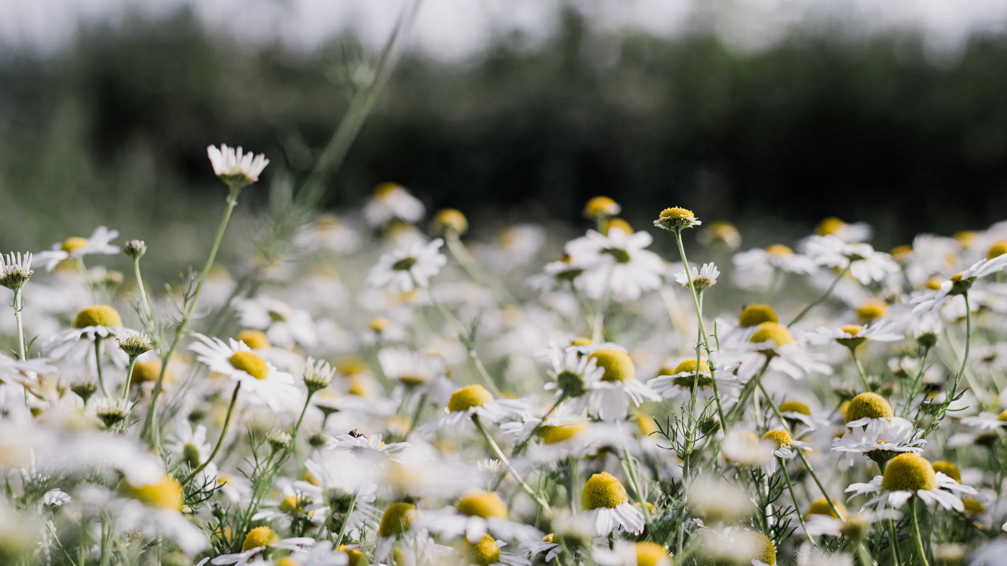 Wild camomile