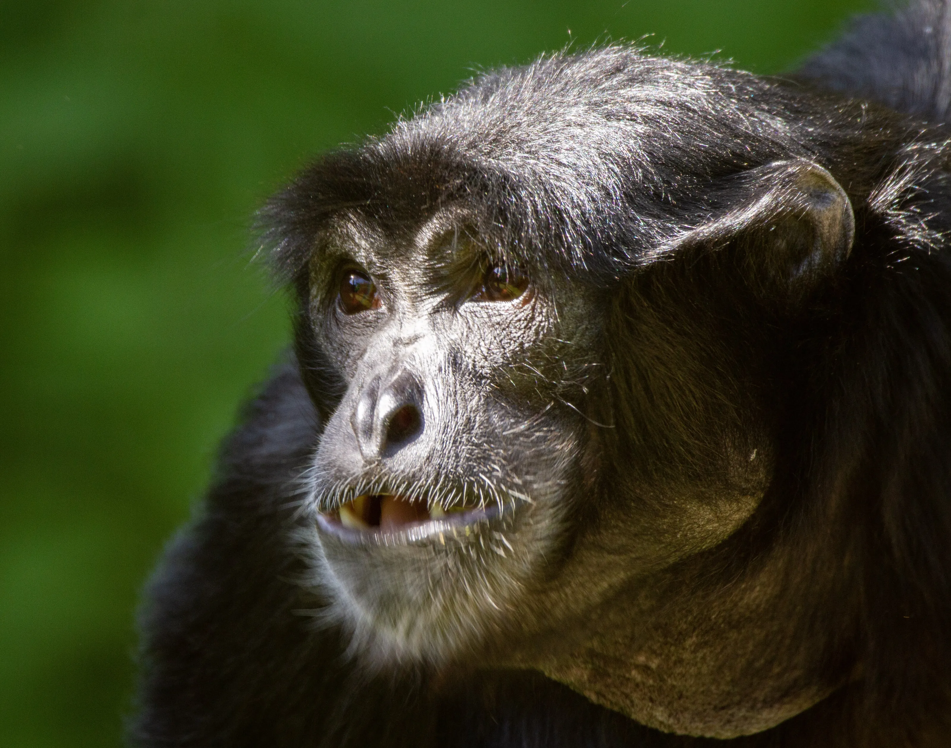 Siamang