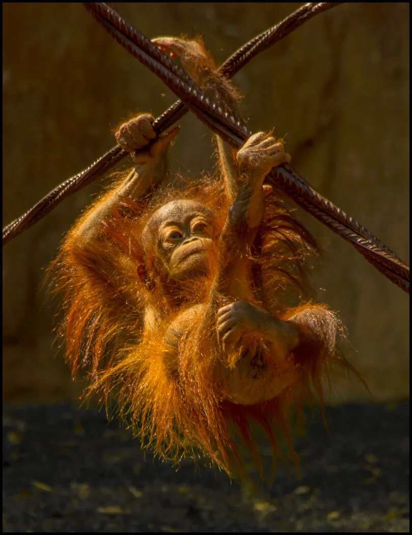 Baby orangutan play time
