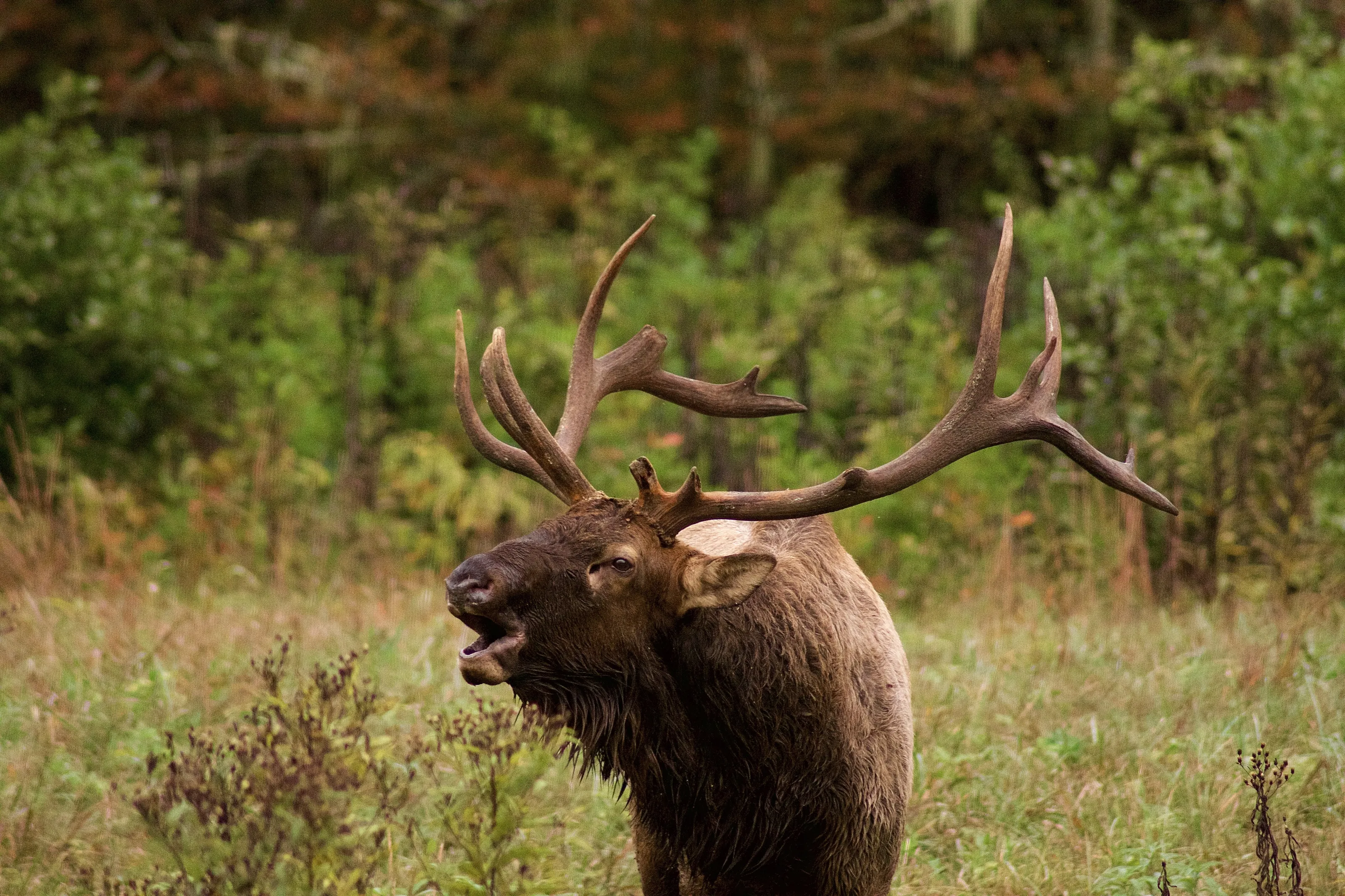 Baying Elk