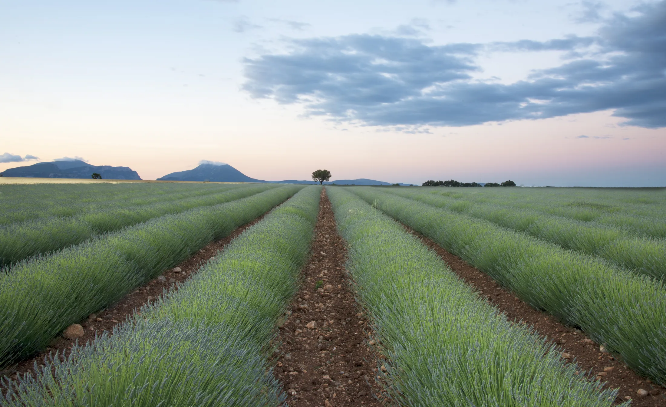 Entry 677232