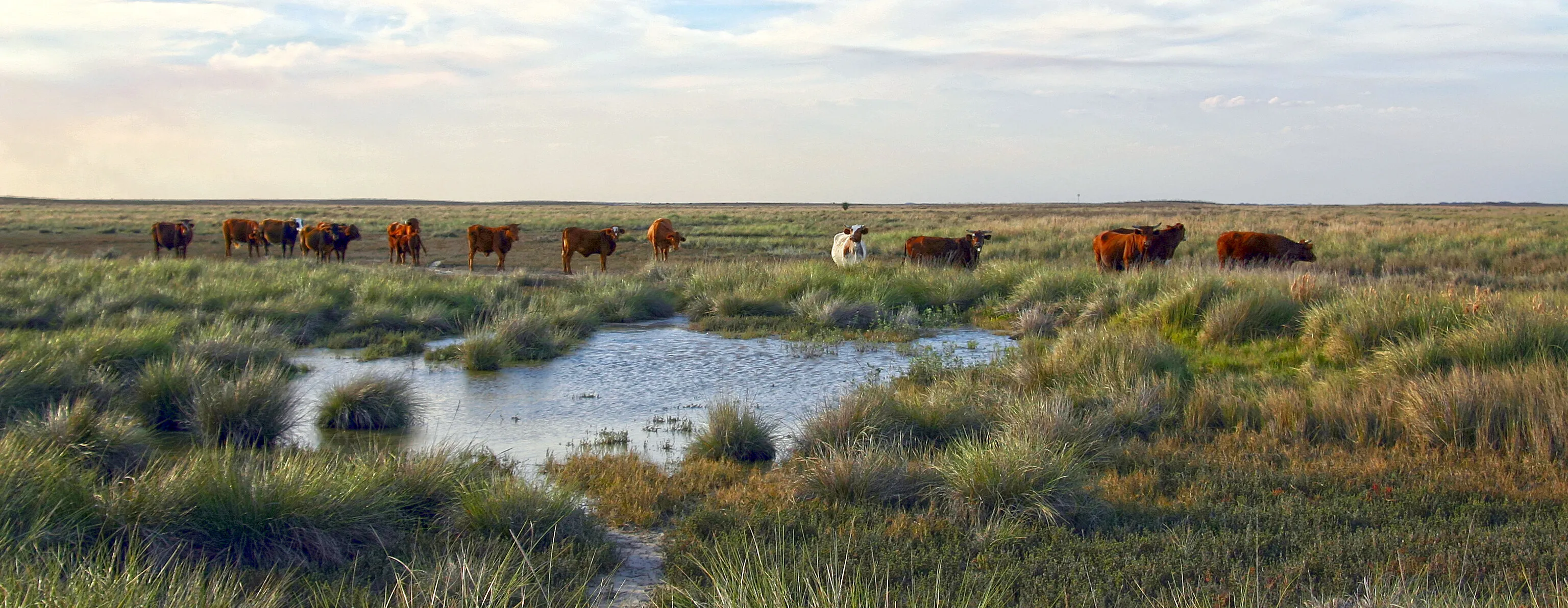 Disappearing Ranches