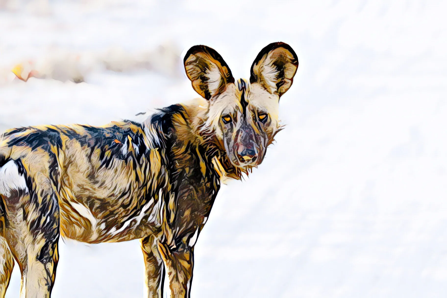 African Wild Dog