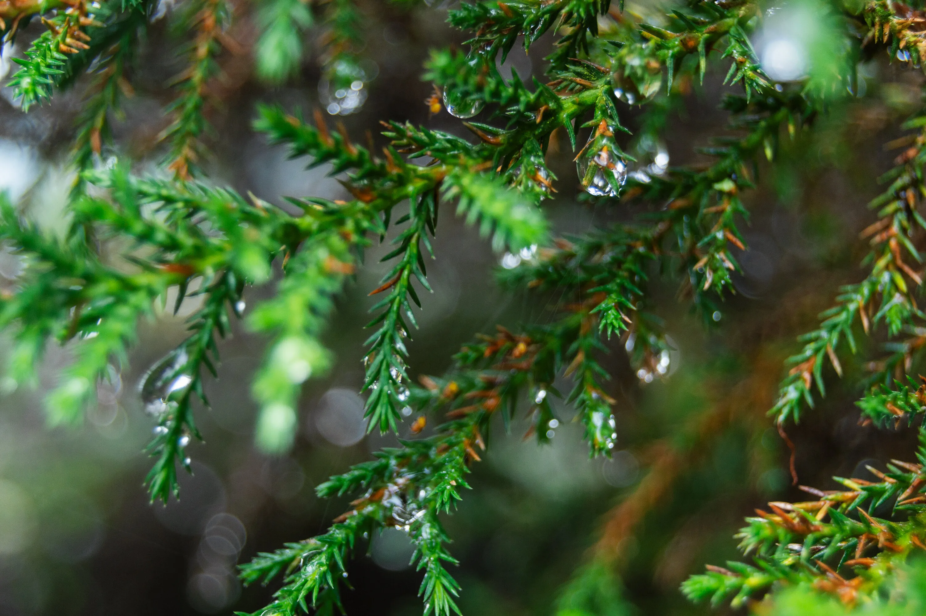 PINE