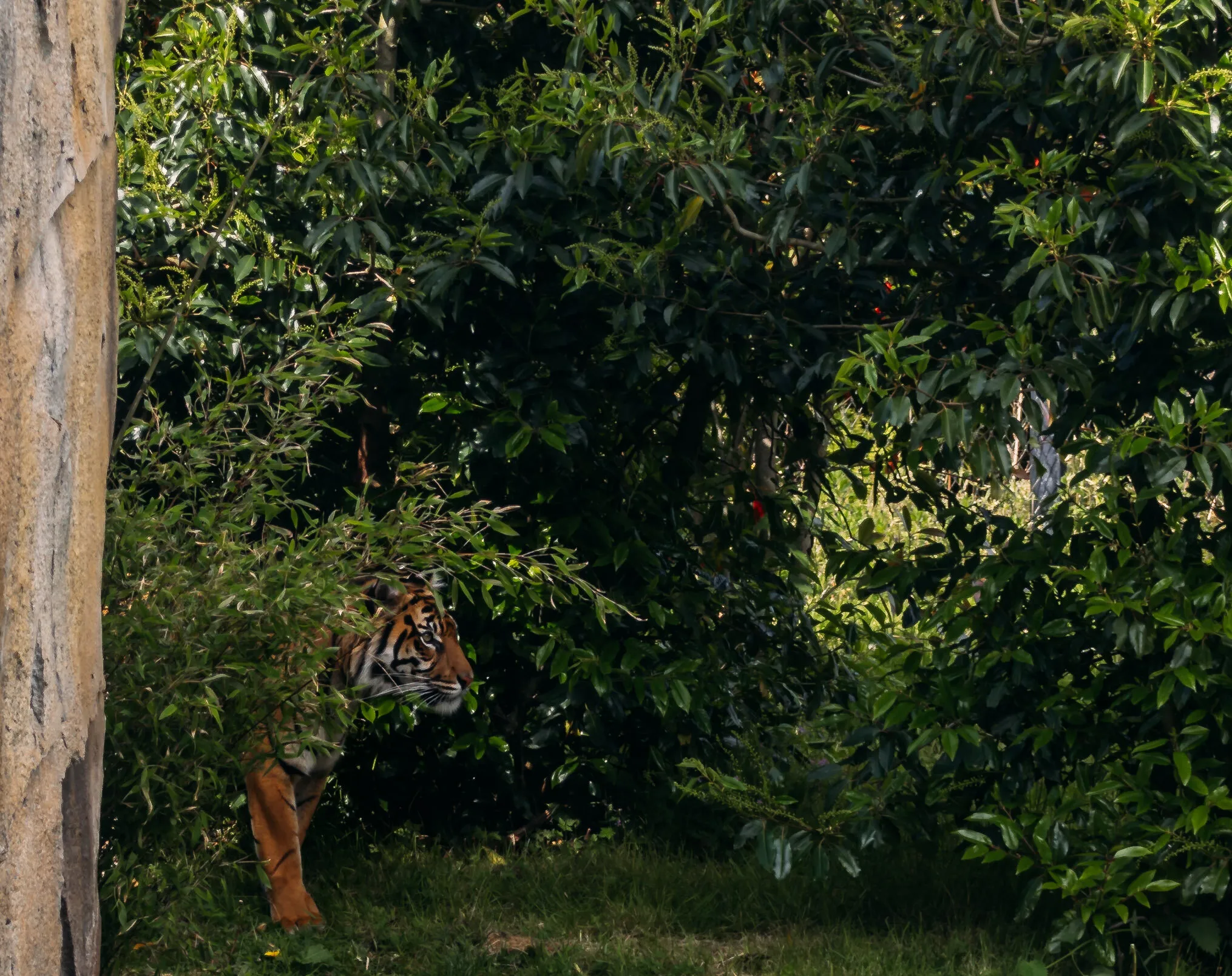 Sumatran Tiger