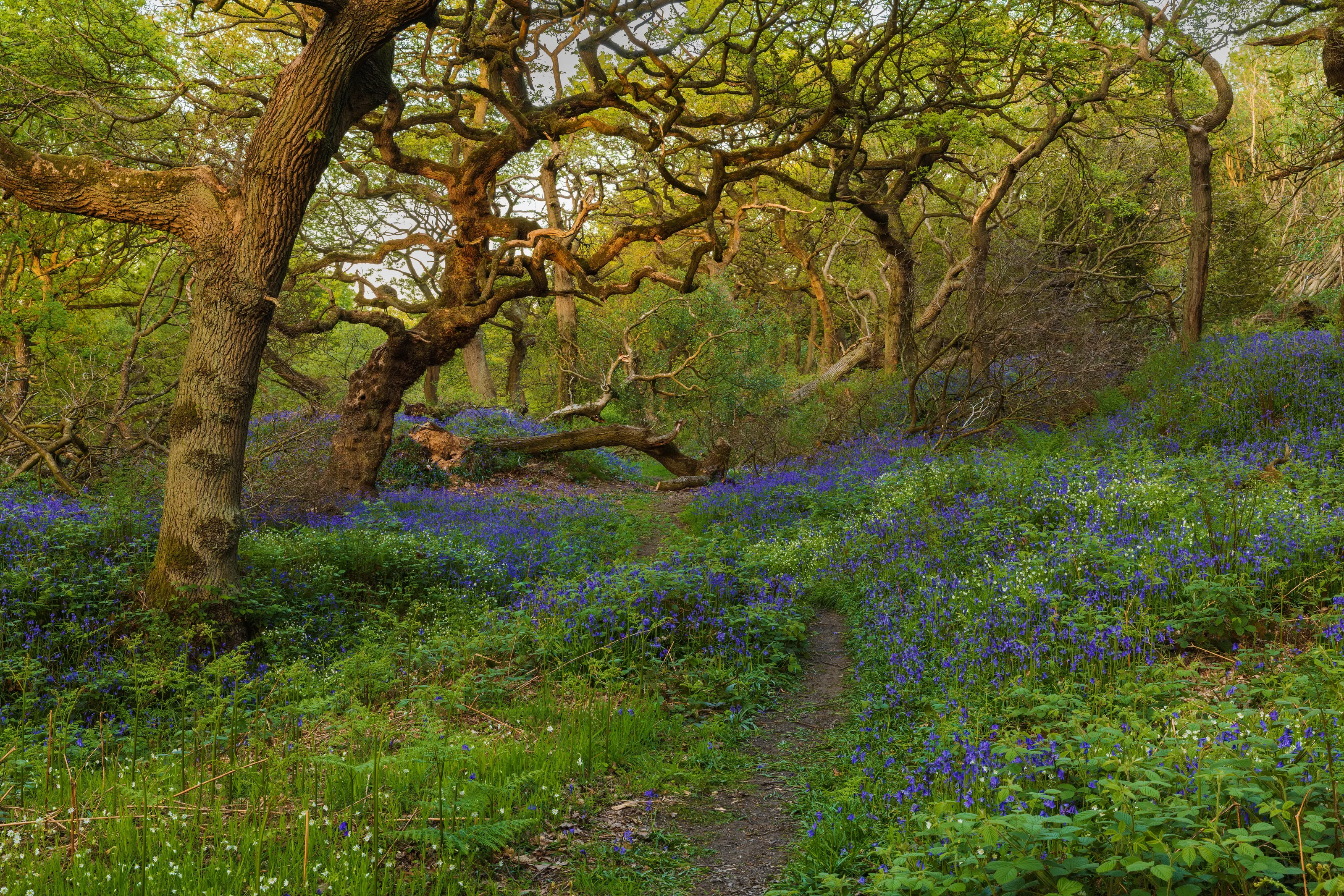 Canopy For The Bluebells