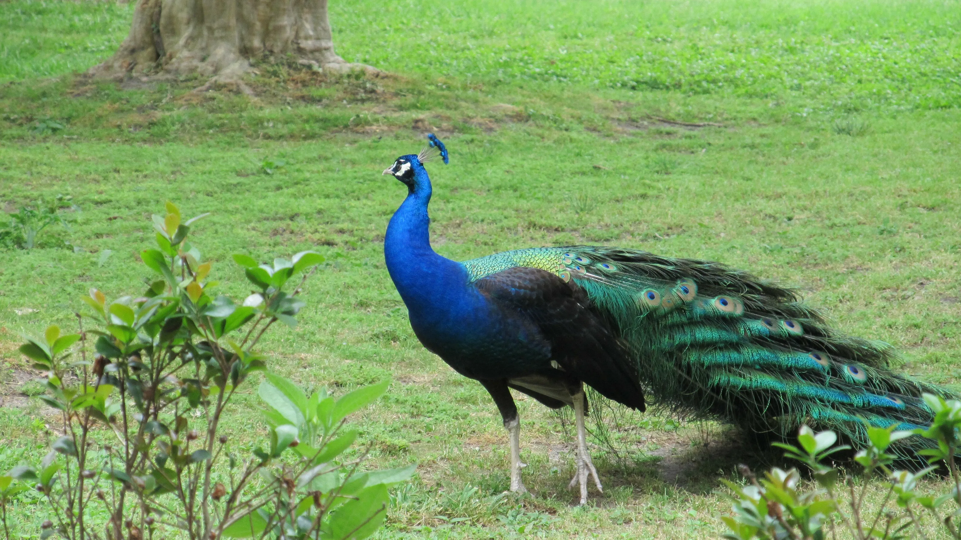 Peacock