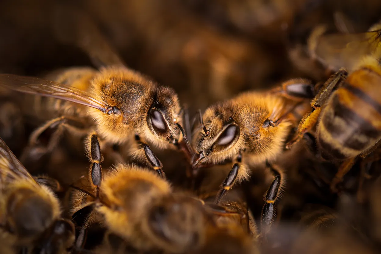 Bee Swarm