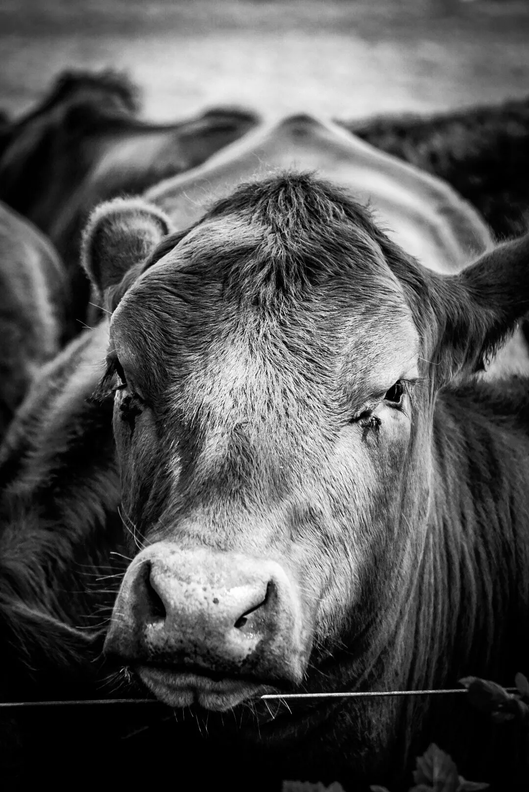 Mooving !