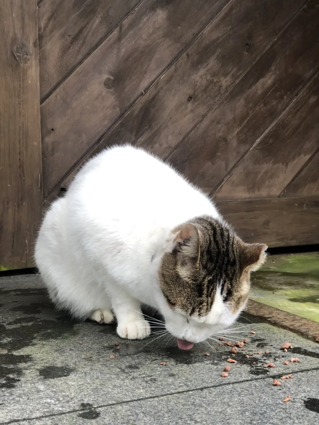 cat