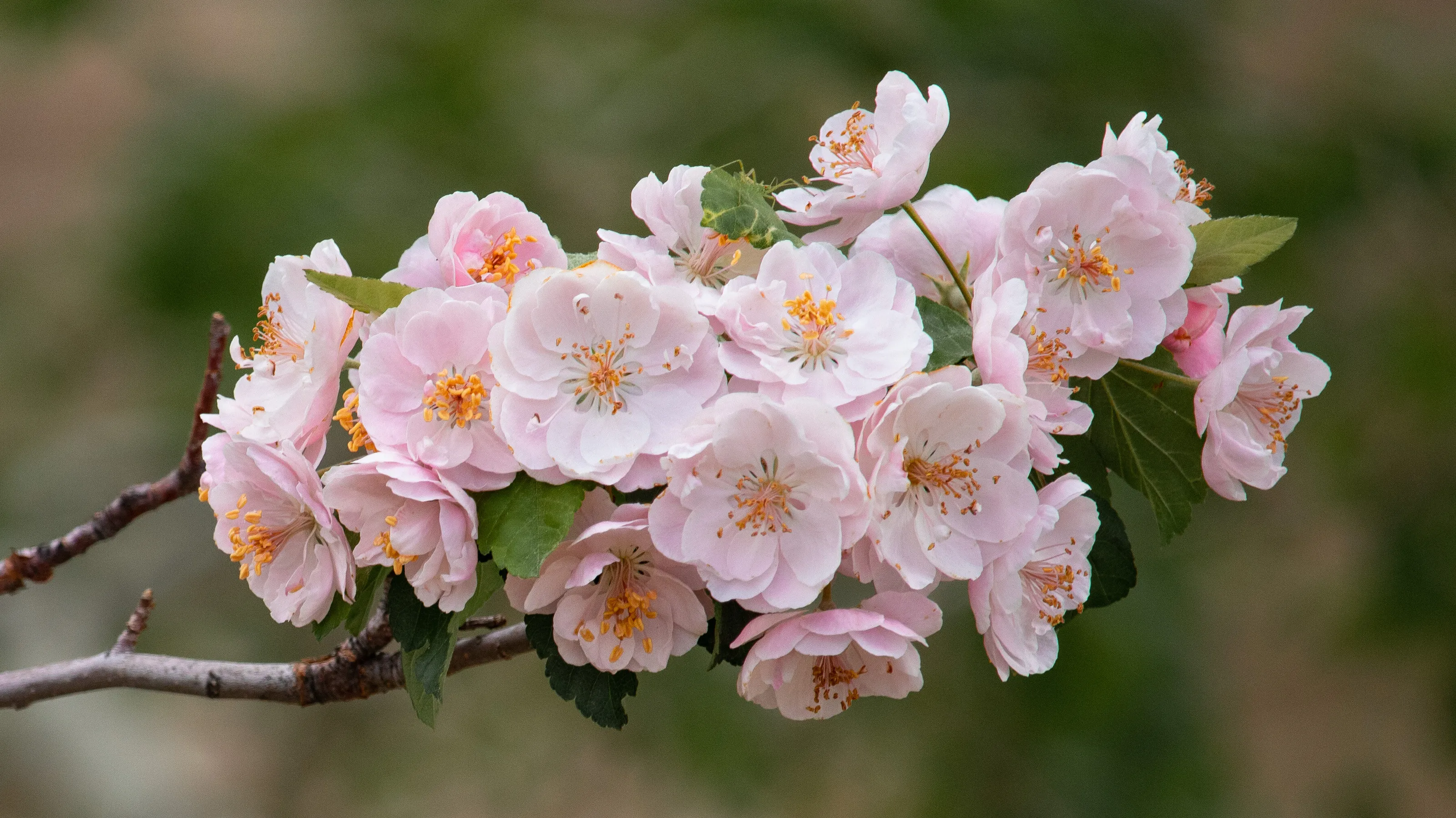 May Flowers