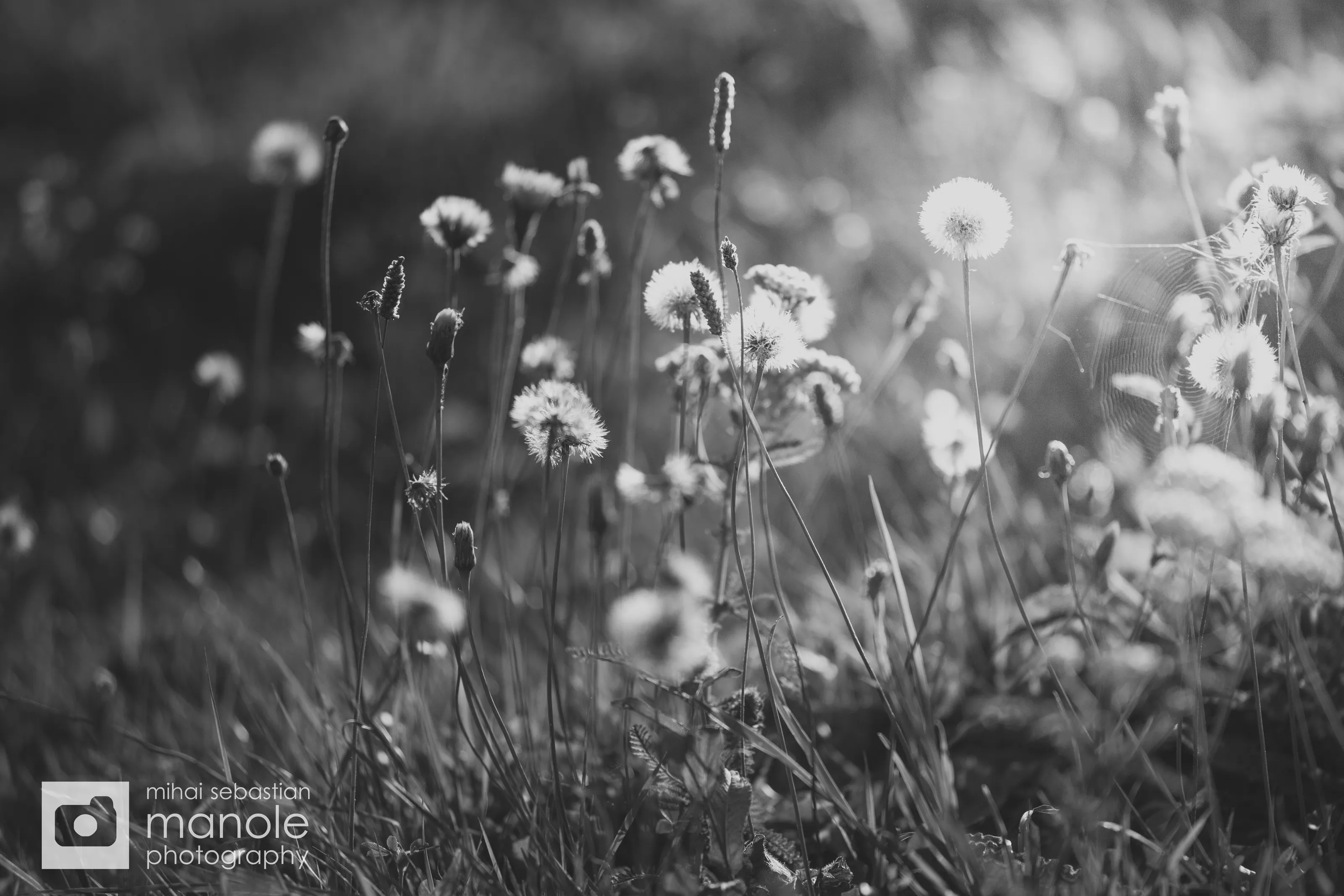 Summer in B/W