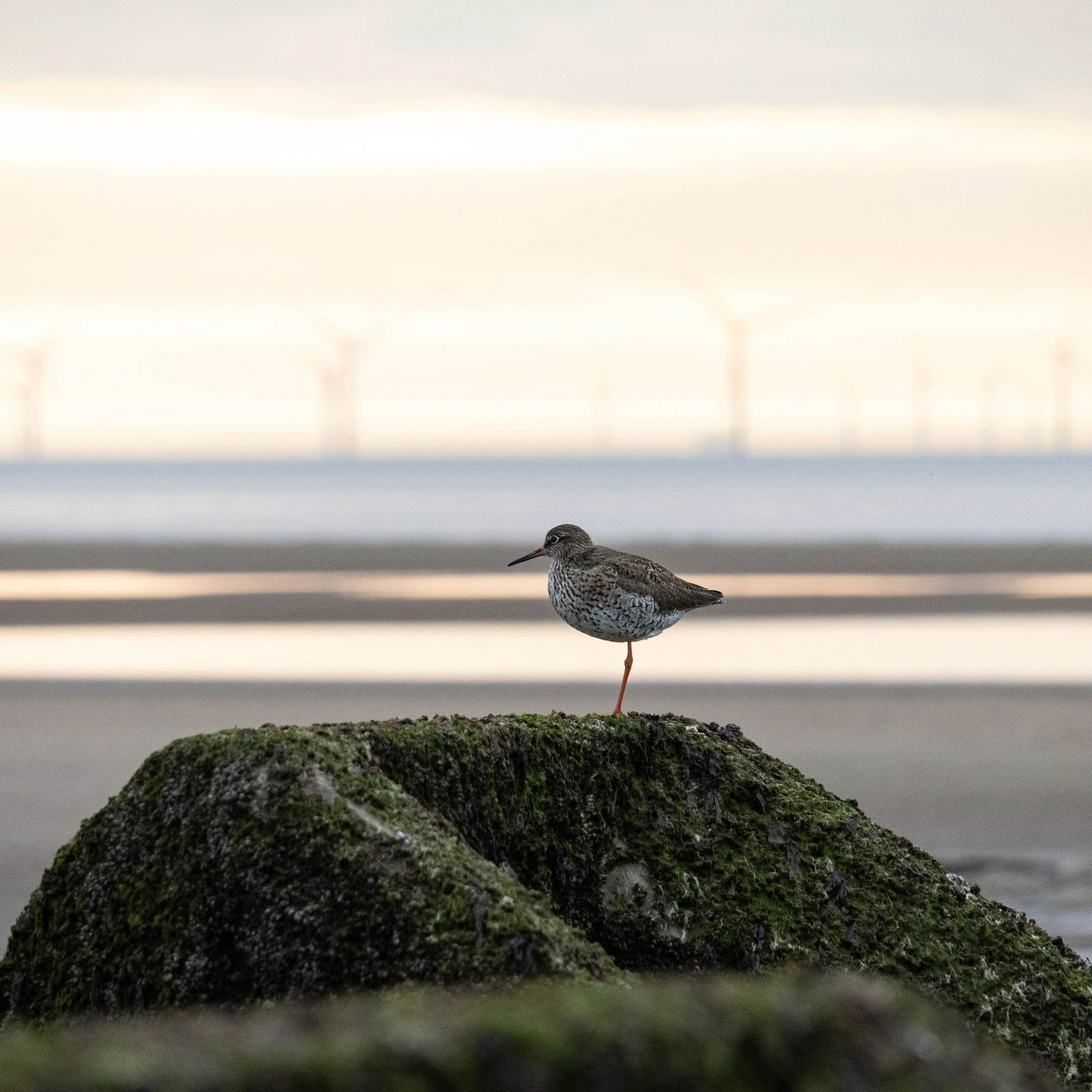 Estuary at sunset