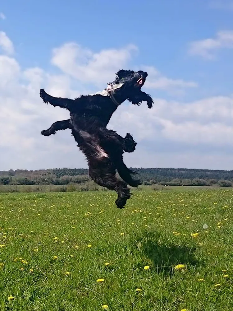 Jumping for Joy.