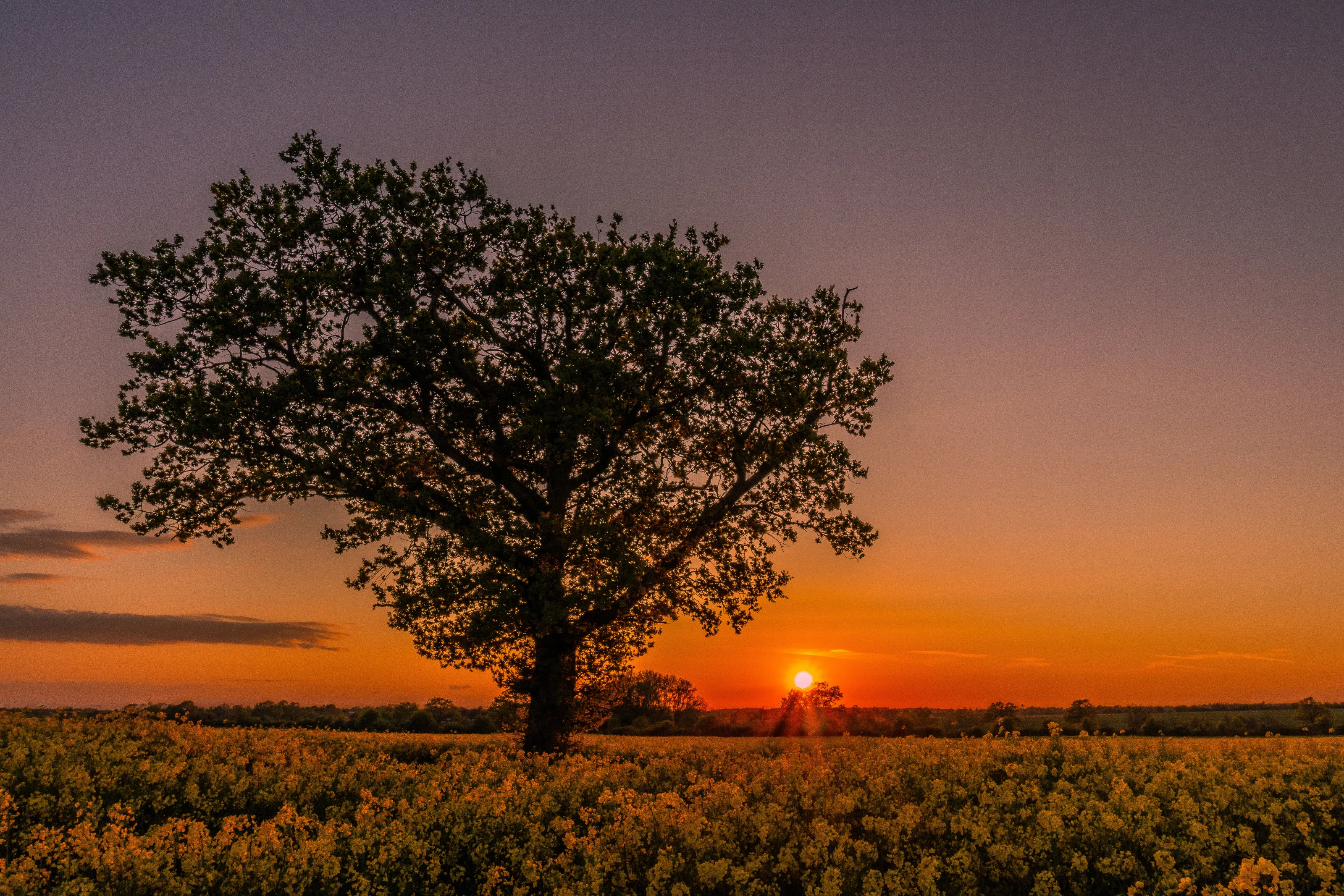 Yellow Sunset