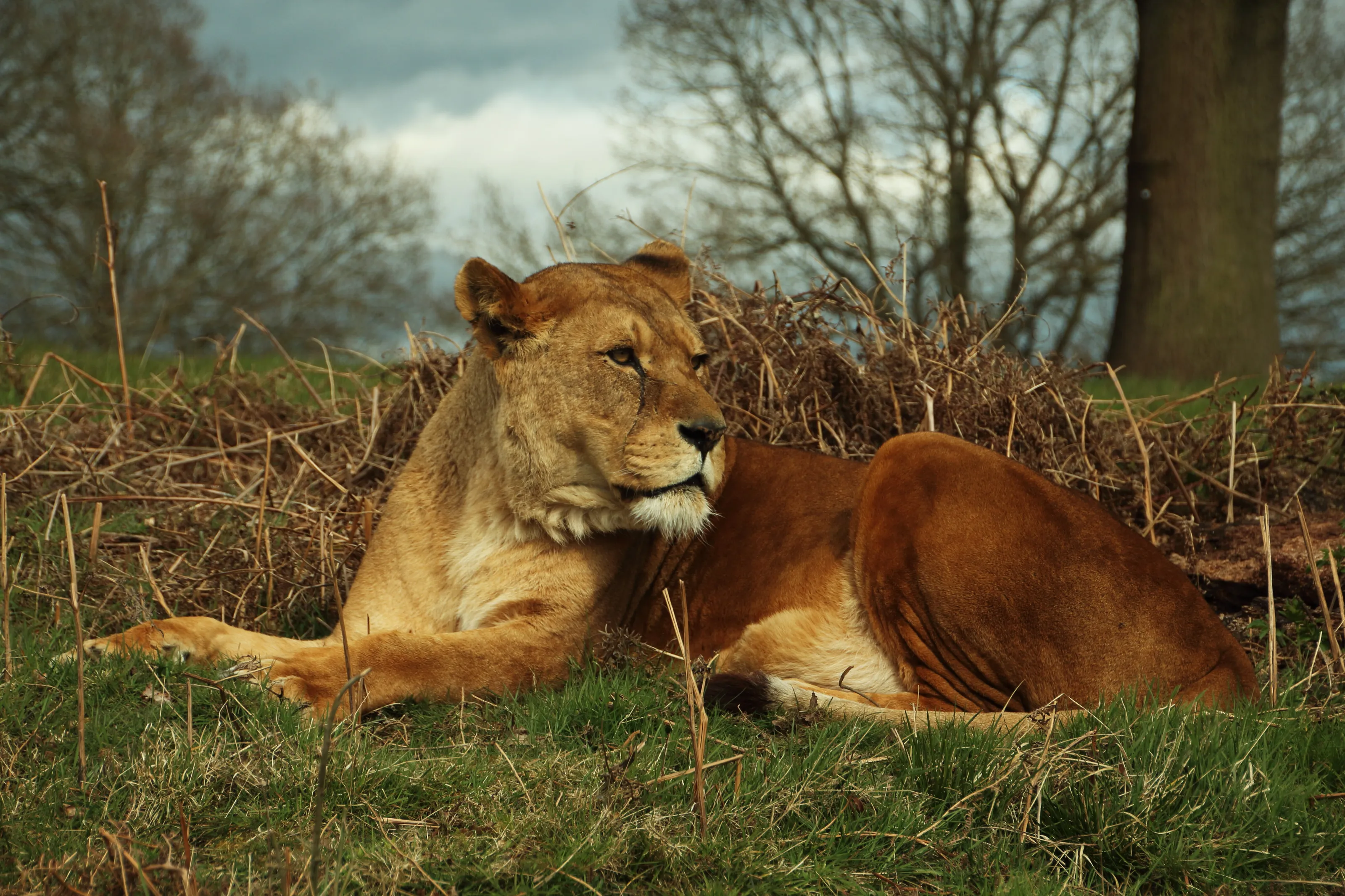 Lioness