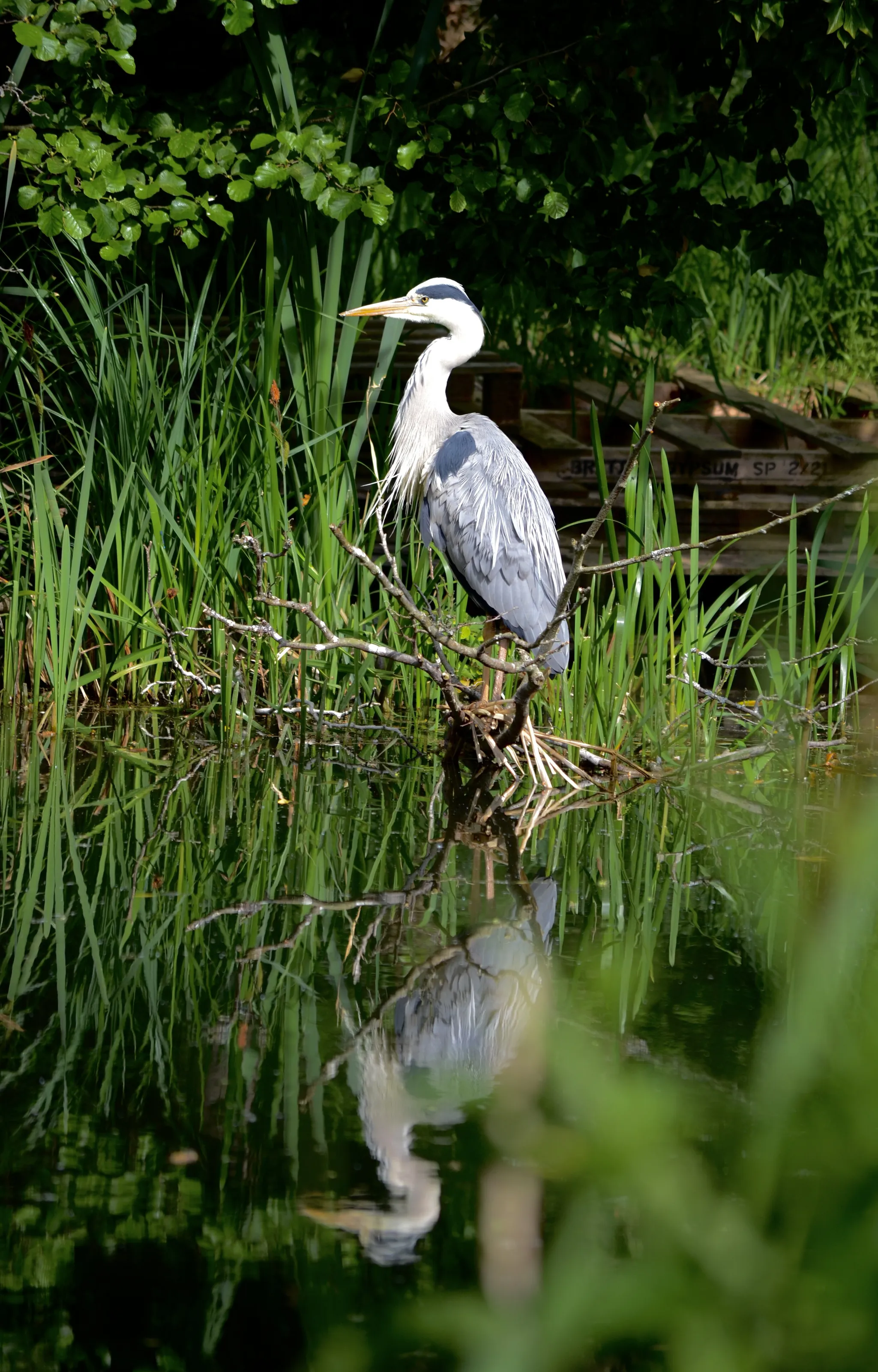 Heron
