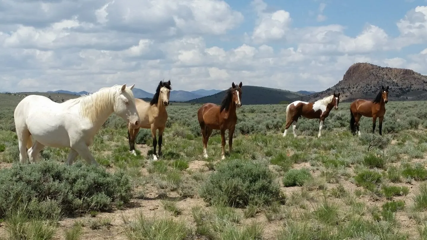 Utah Wild Mustang Horses