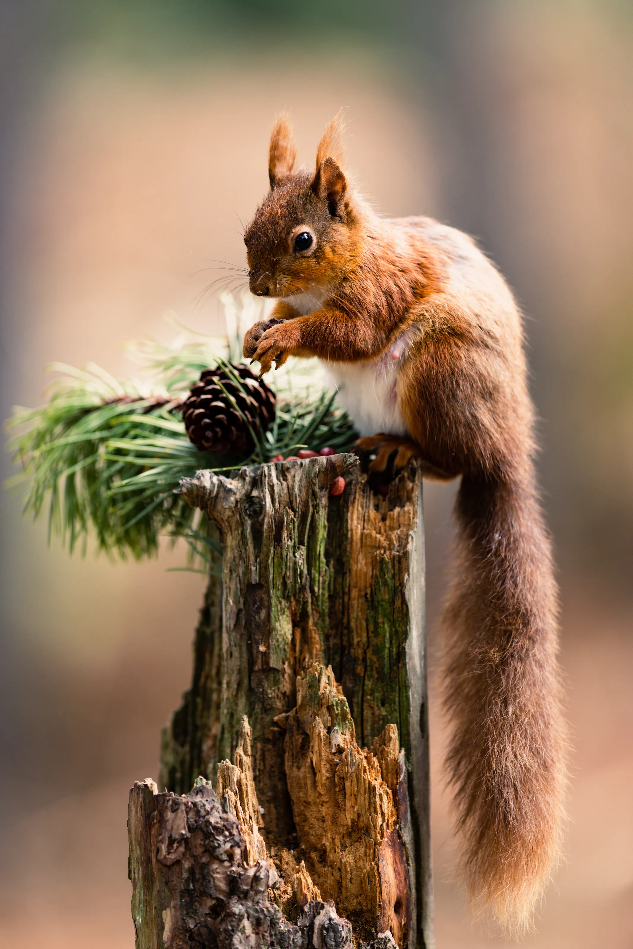 Little Red Friend Squirrel