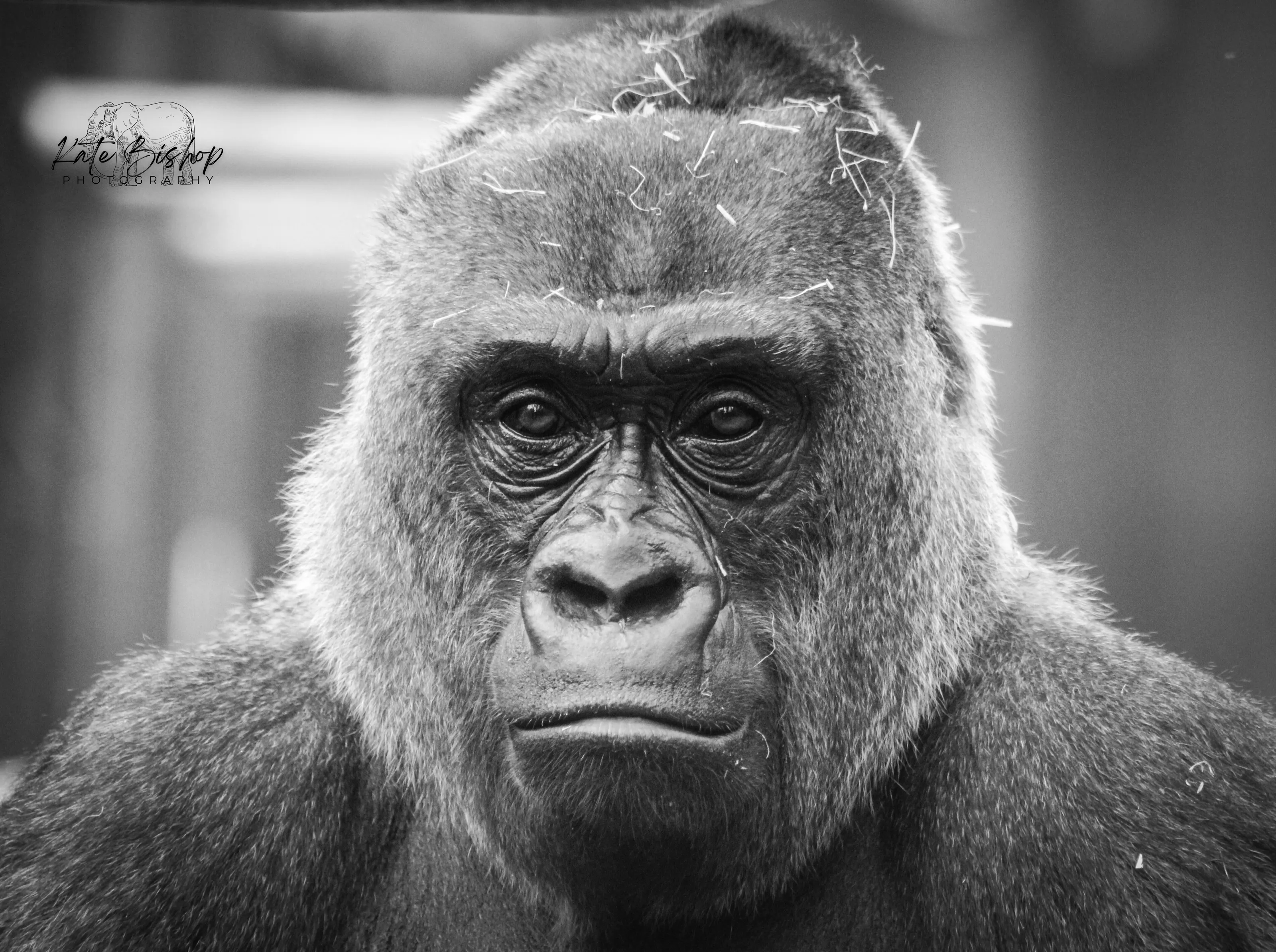 Black and White Gorilla Photograph