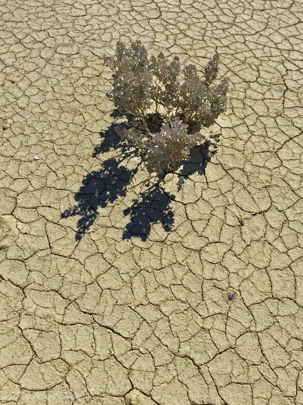 Drought
