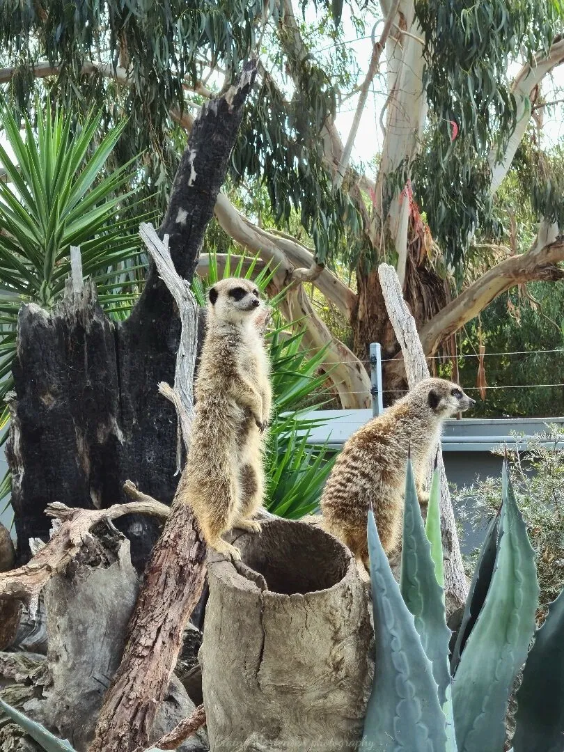 Meerkats