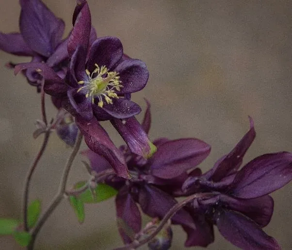 Aquilegia