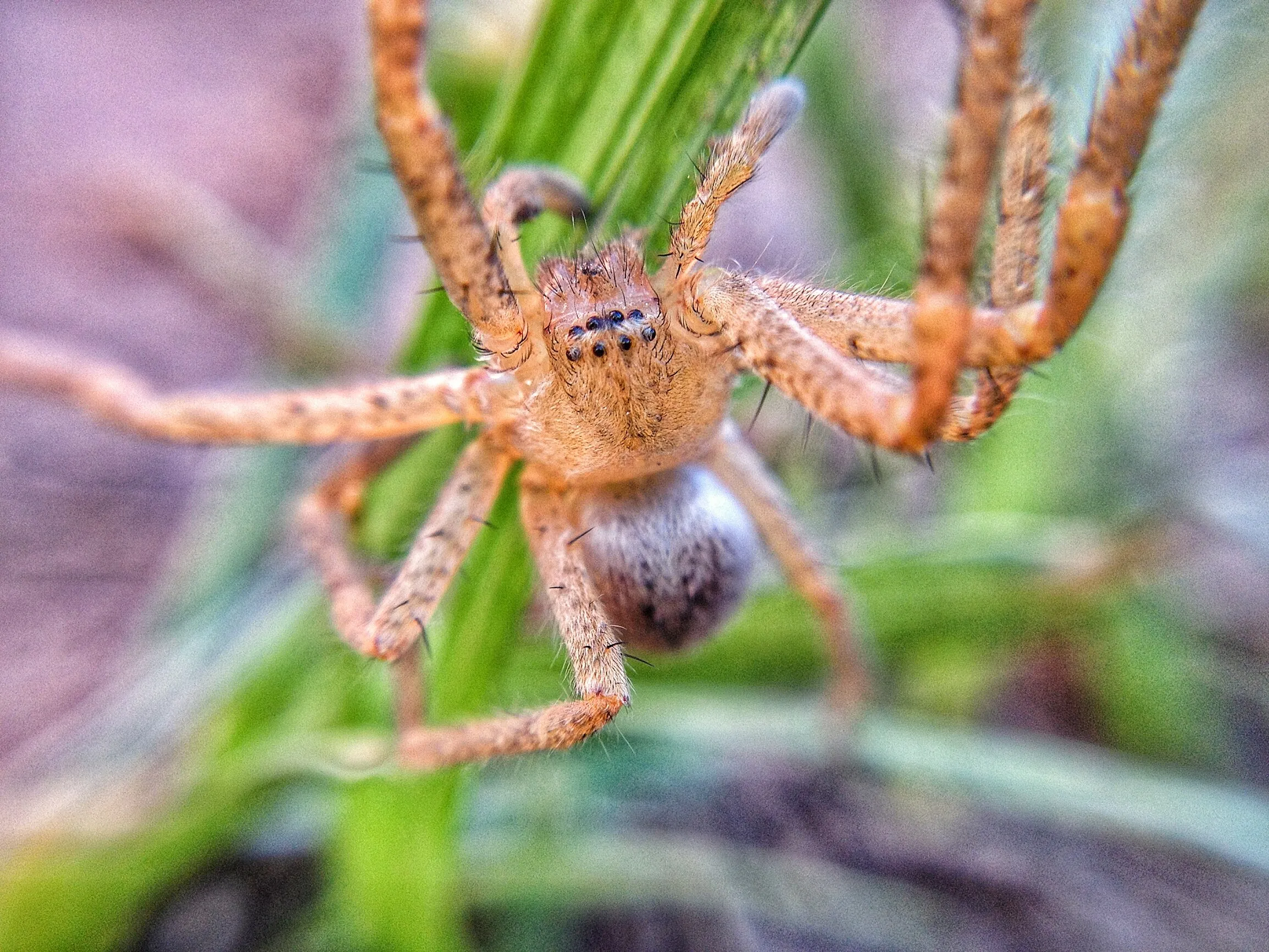 Spider in macro