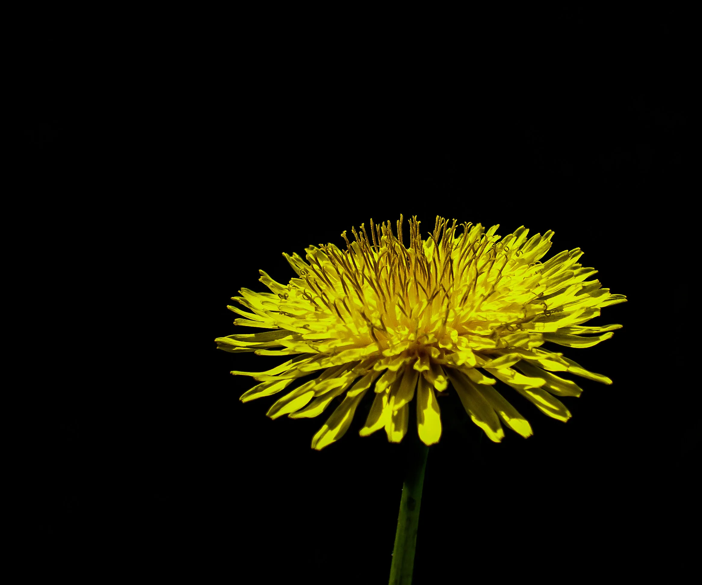 Light in the Dark