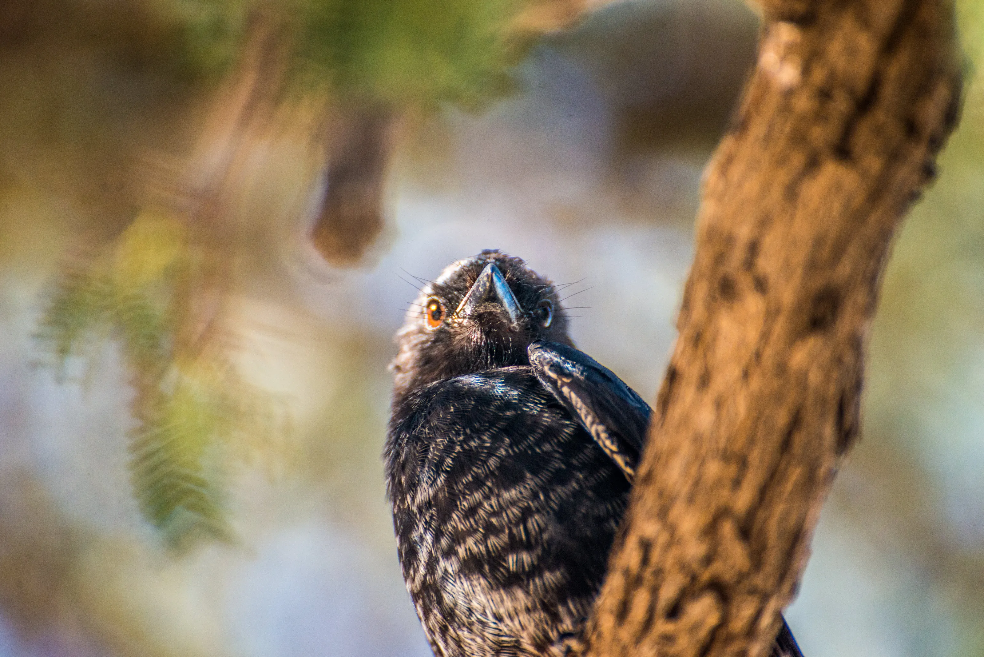Fork-tailed drongo (Dicrurus adsimilis) on a Camelthorn tree (Vachellia erioloba) in the Kgalagadi