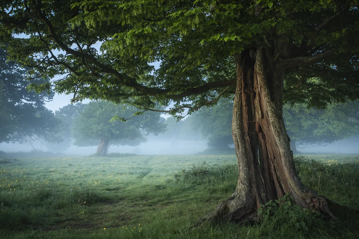 Hatfield Forest