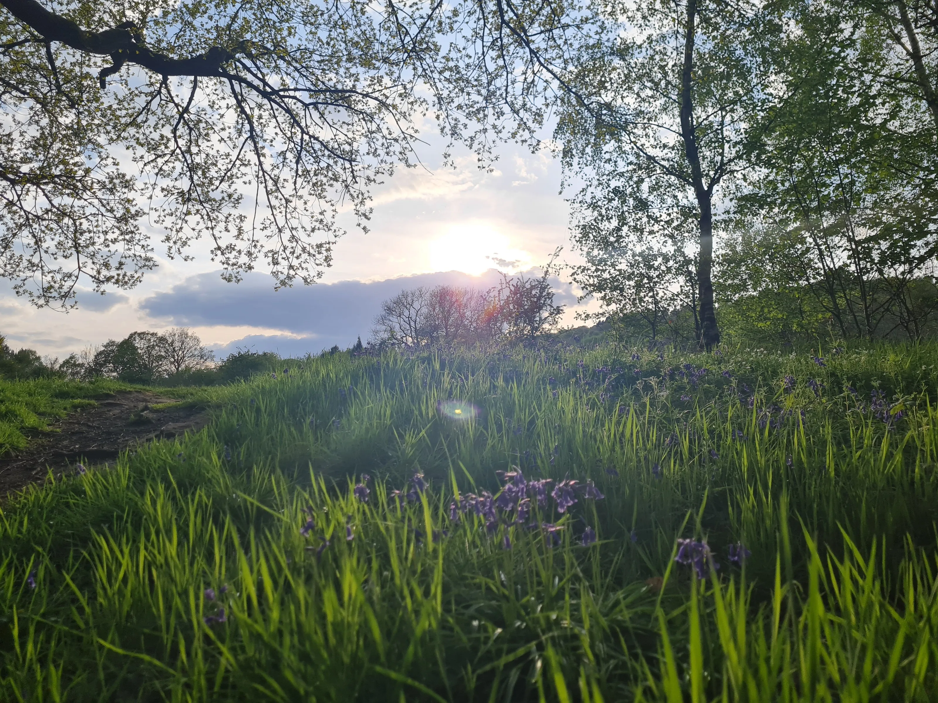Evening sun