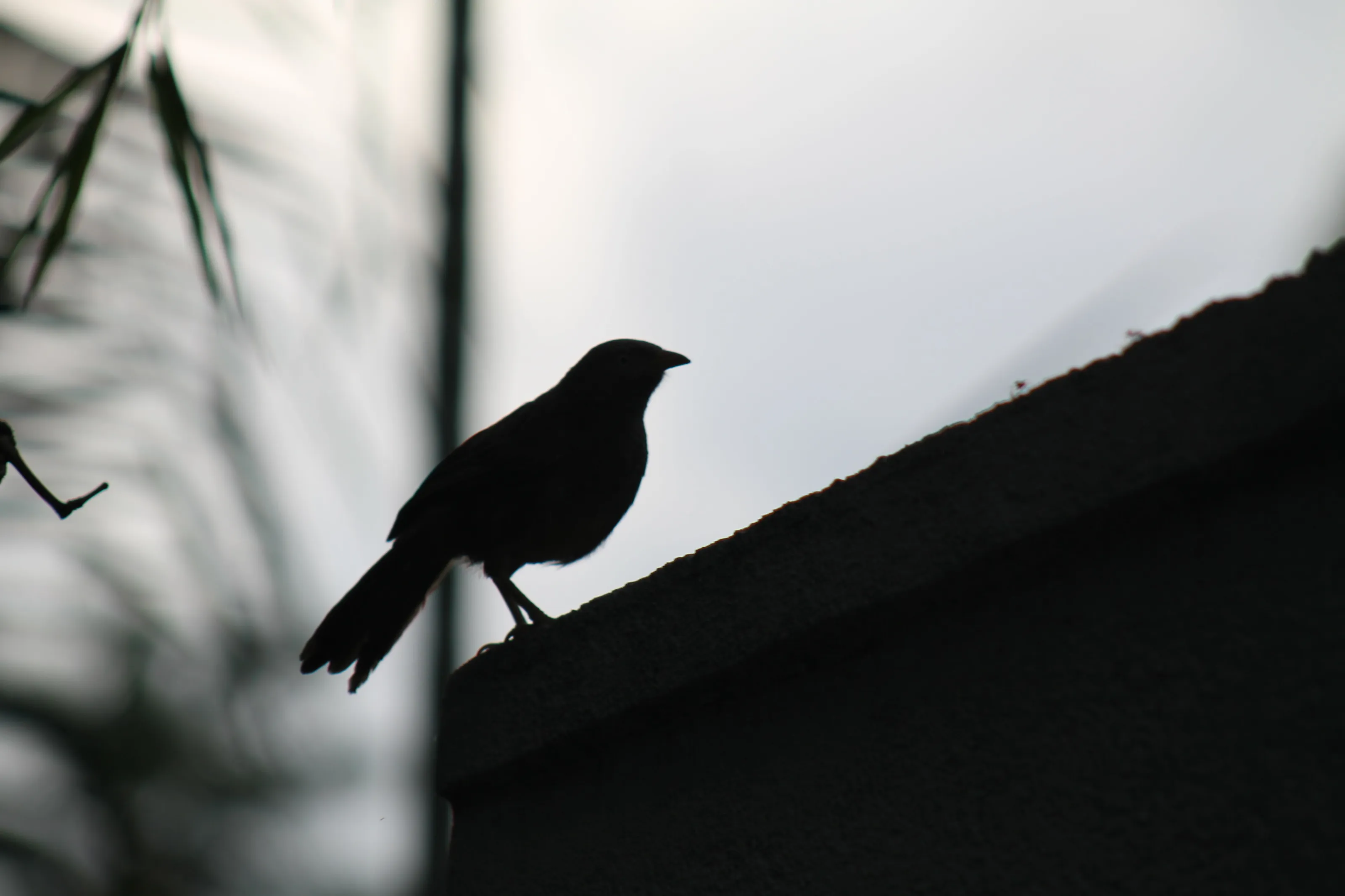 Shadow bird