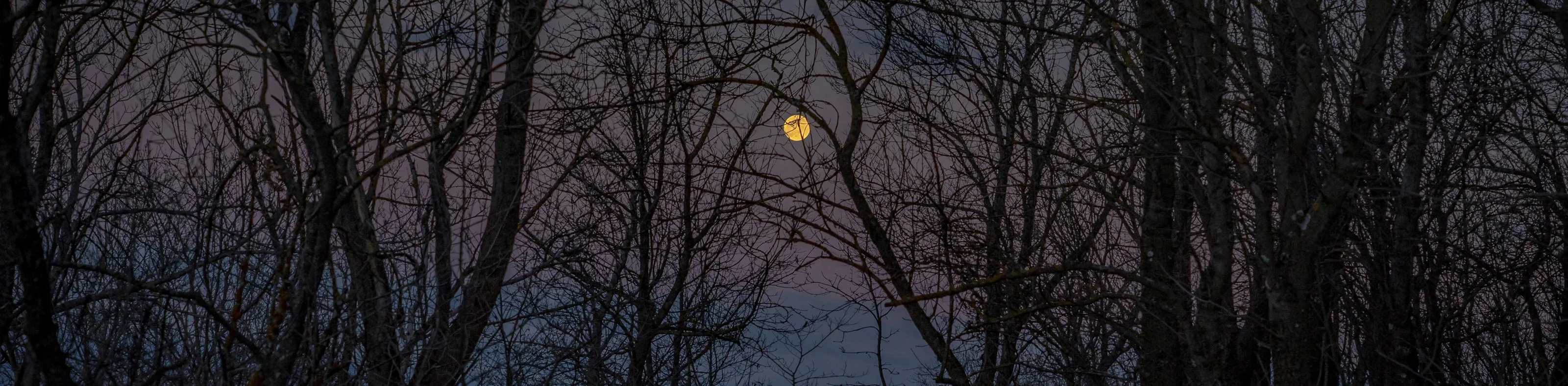 Forest Moon