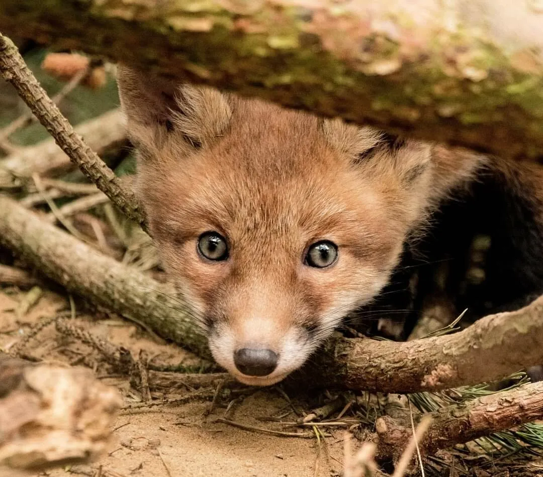 Entry 12961277