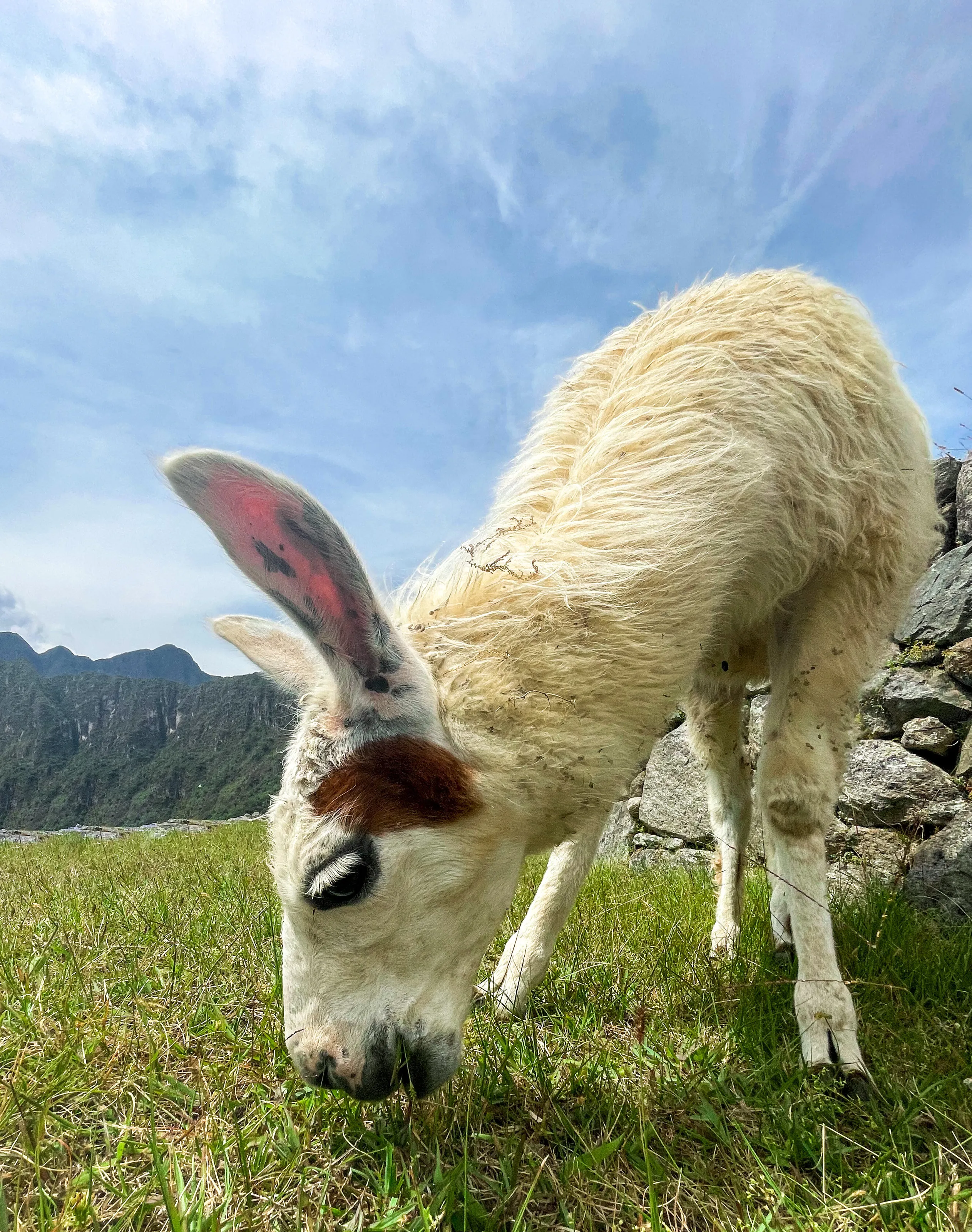 alpaca bag