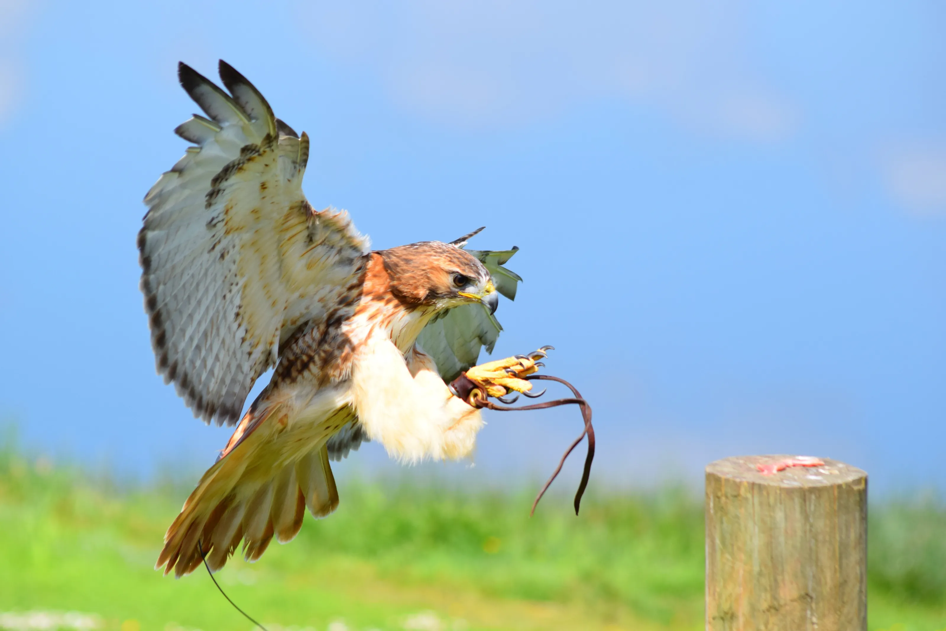 Falcon movement
