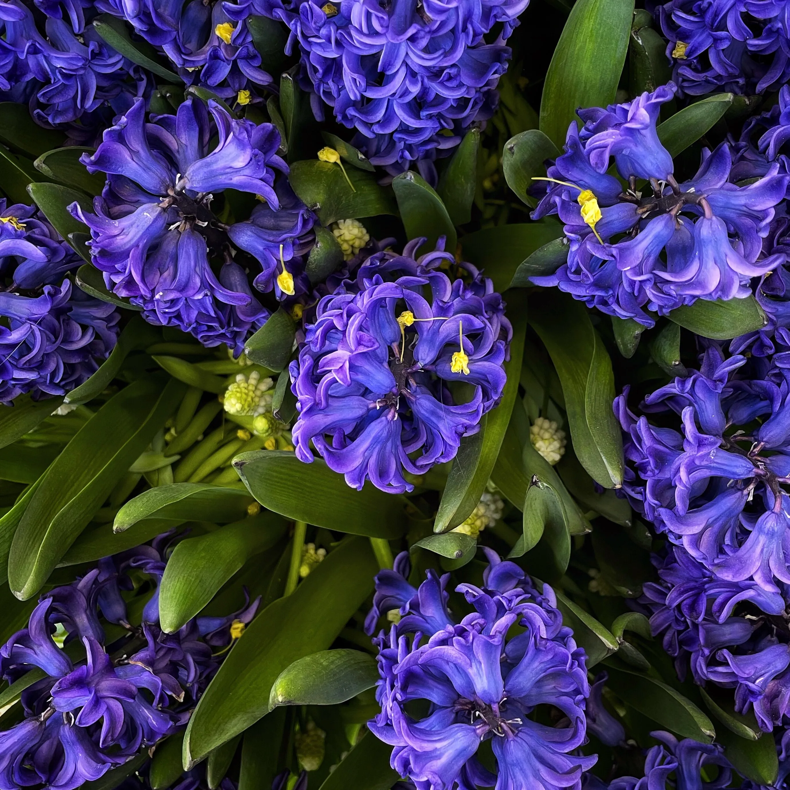 Hyacinth