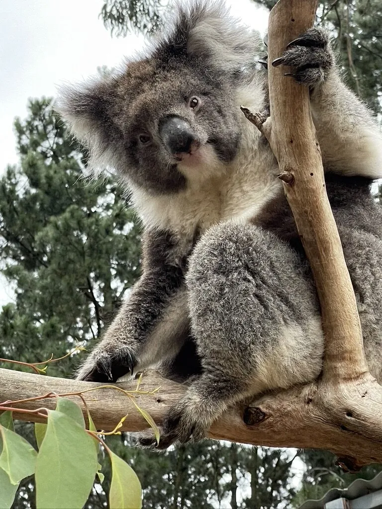Entry 12974229