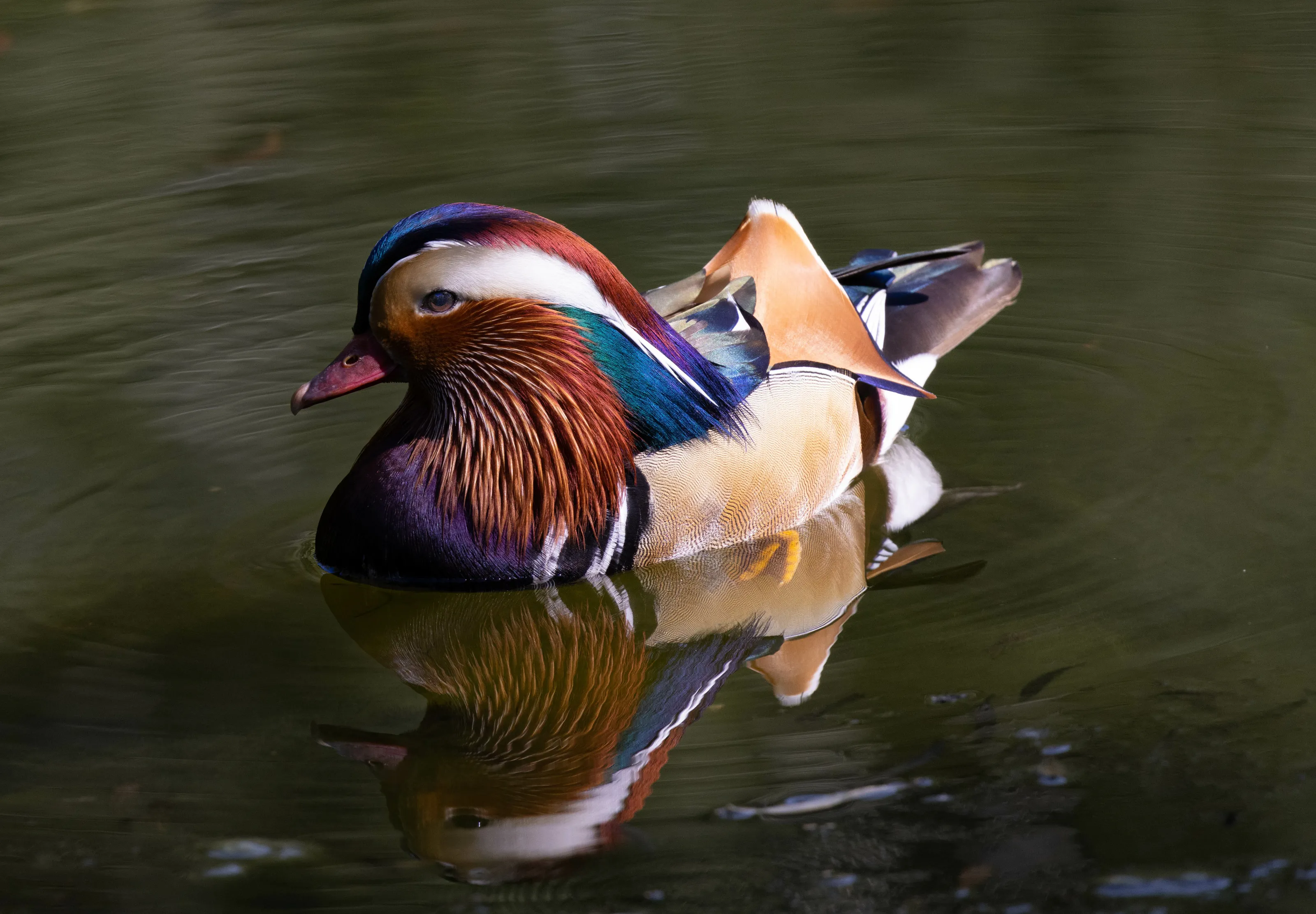 Hello Ducky