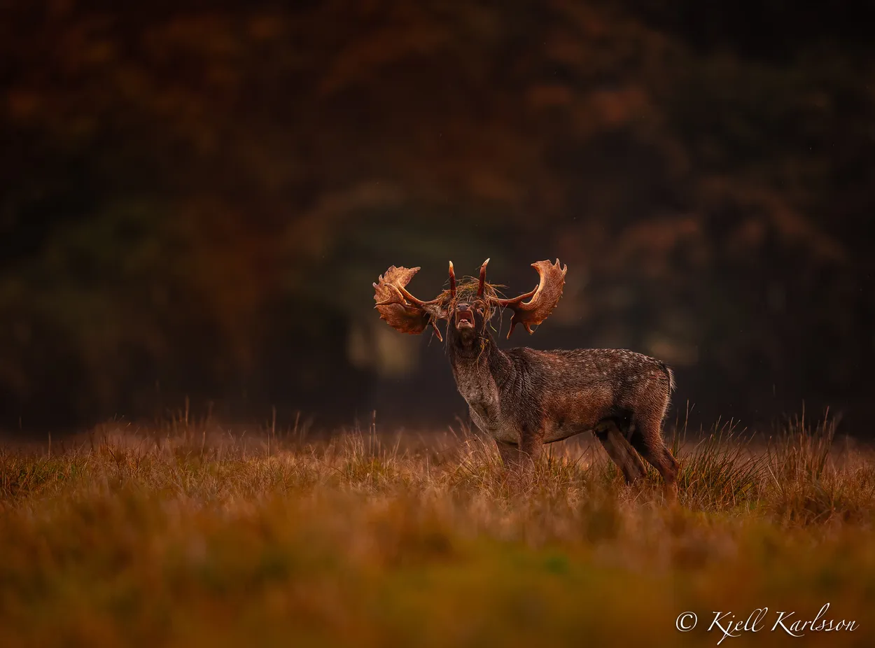 Entry 12978548