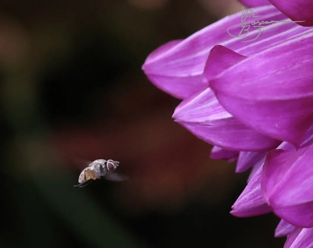 Buzz meet beauty.