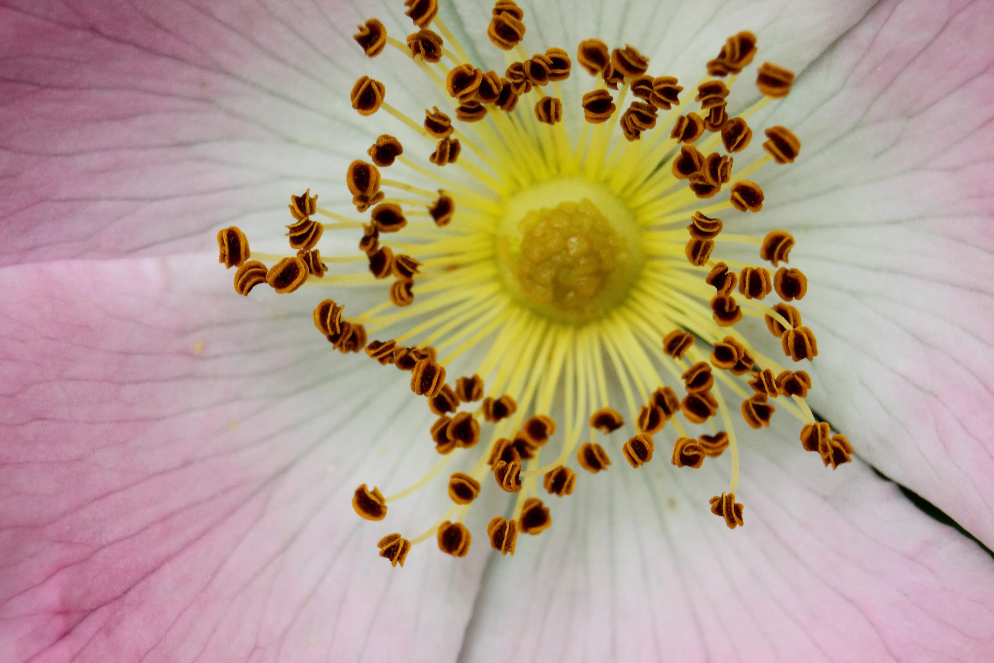 Macro of a Wild Rose