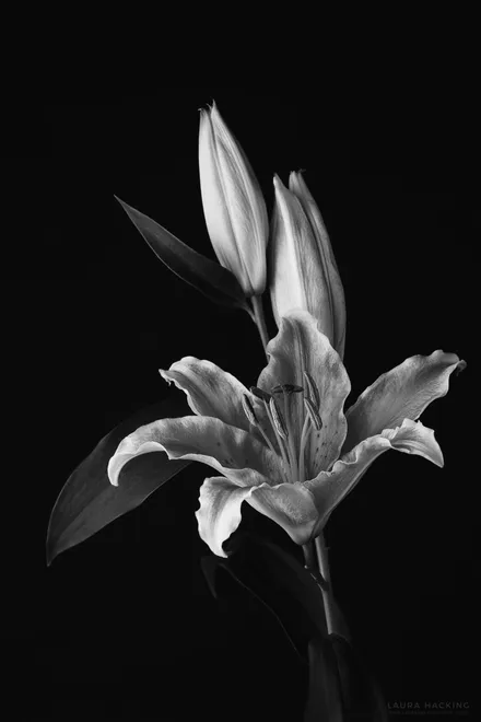Lily