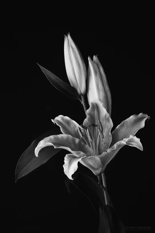 Lily
