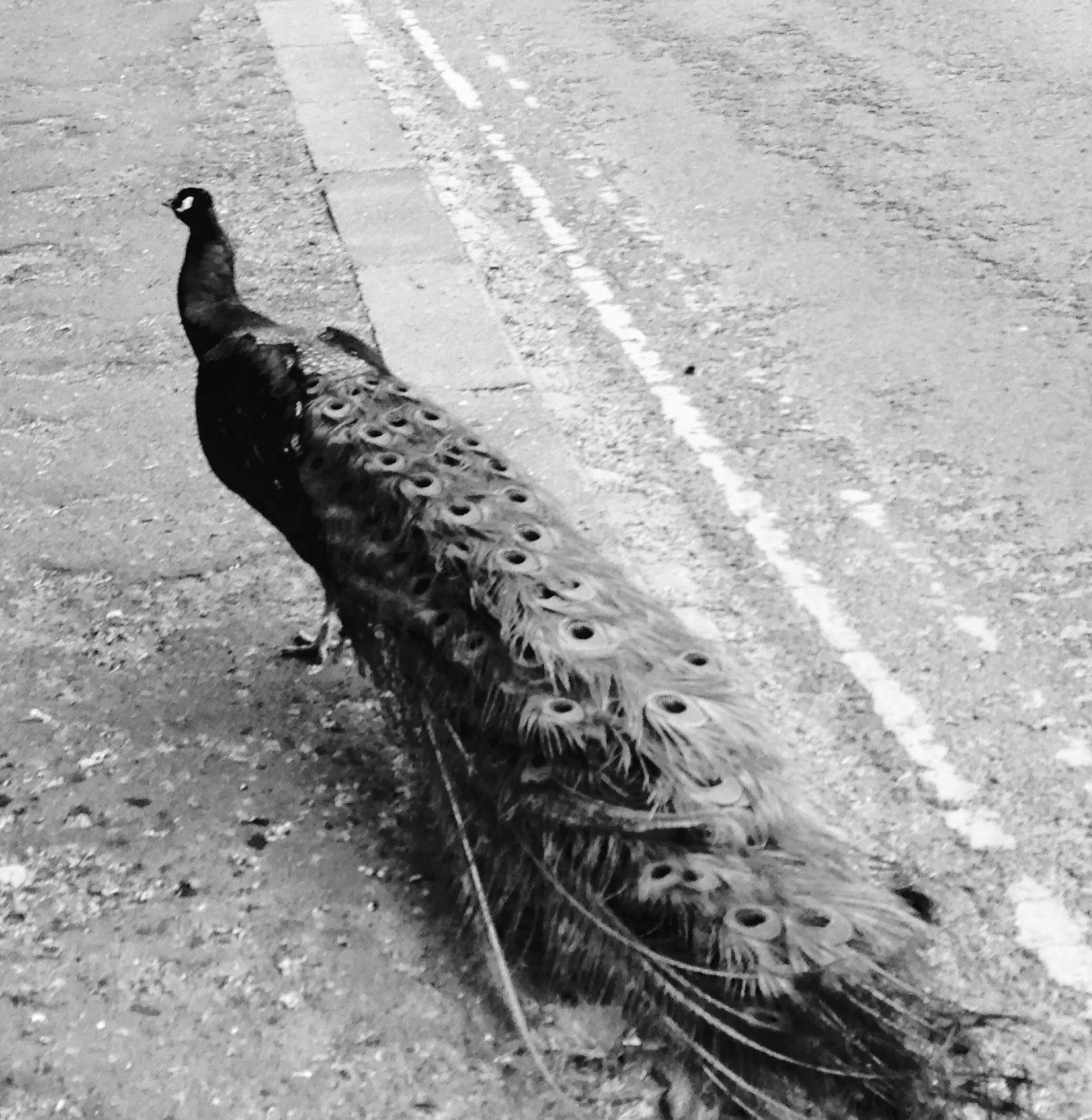 Peacock